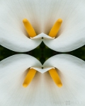 Calla lily: view 1 (Mandala-HH3_121128_0775-Edit)