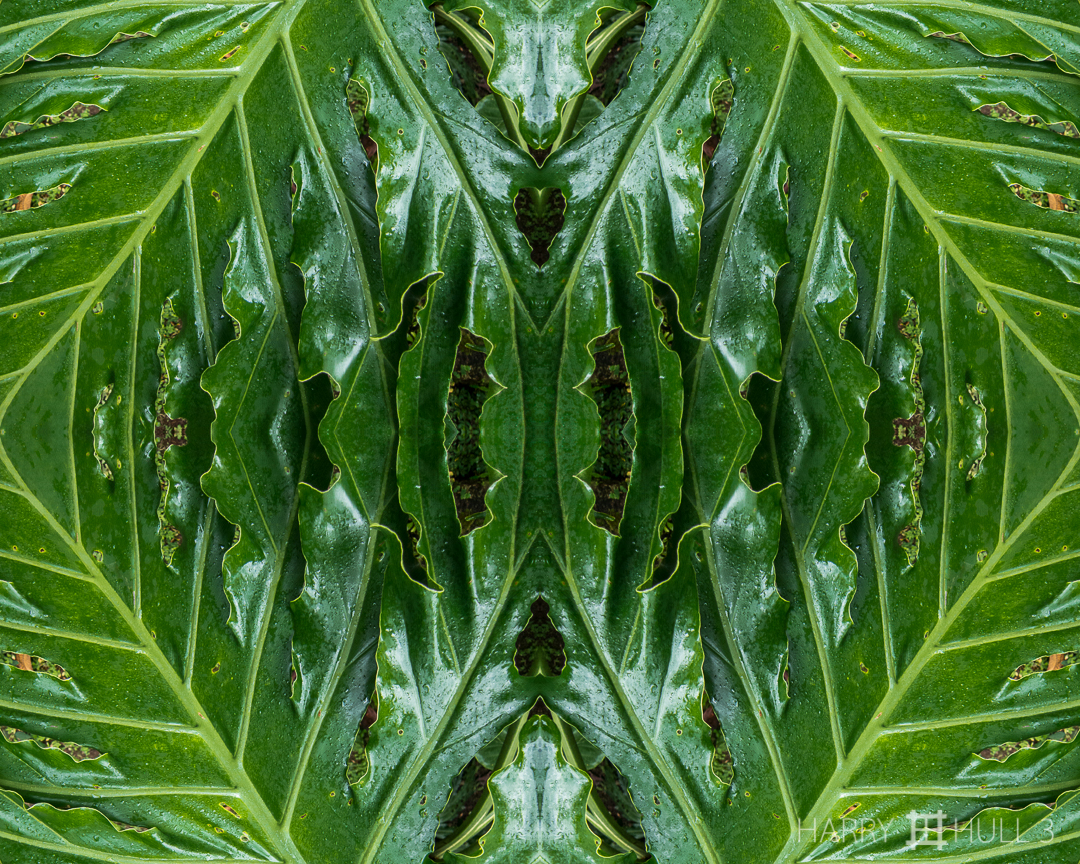 Leaf ruffles. Photo close-up of monstera leaf, Finca Cantaros, San Vito, Costa Rica.