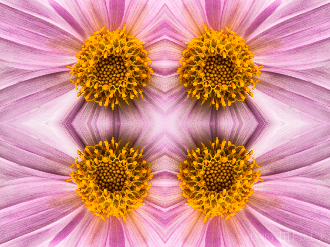 Floret foursome. Photo close-up of Dahlia flower's disc and ray florets, Copey de Dota, Costa Rica.